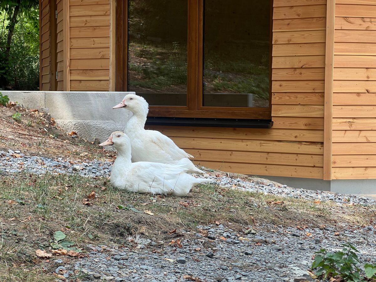 Ist das schon das Ente, oder nur der Anfang?